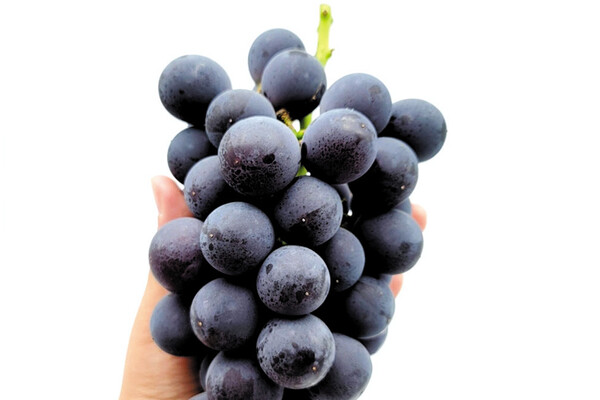 신이 내린 과일 ‘포도’ 알고 먹으면 더 맛있어요!