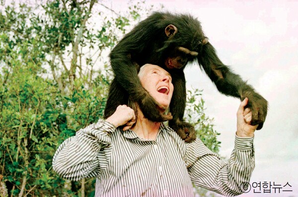 ▲제인 구달은 침팬지에게 이름을 지어 주는 등 침팬지와 유대 관계를 쌓는 방식으로 연구를 진행했다. 