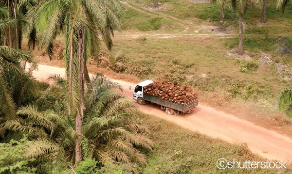 ▲ 세계 최대 팜유 수출국 인도네시아의 팜나무 농장. 