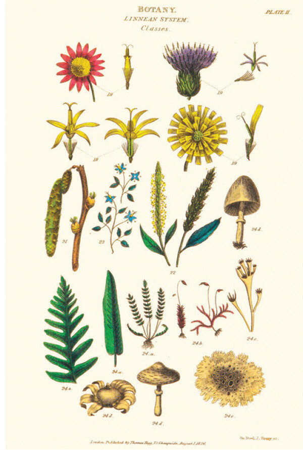 ▲ 칼 폰 린네가 만든 식물 분류 체계, 1826년