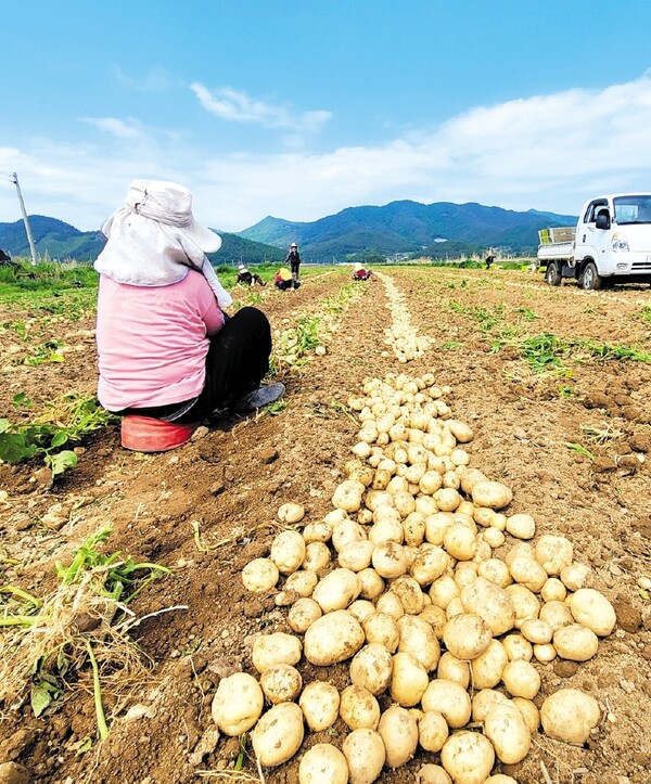 싹이 났다 잎이 났다 ‘감자’ 하지에 수확해야 제맛이죠!