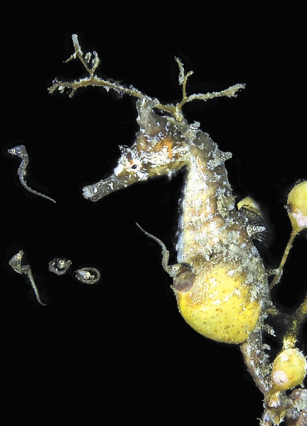 수컷 한국해마가 육아낭에서 키운 새끼를 낳고 있다./Jinggong Zhang 제공