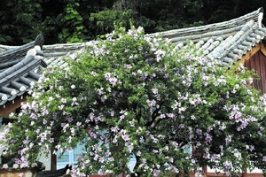 피고 지고 또 피는 '<b>무궁화</b>' 끈기의 상징으로 '겨레의 꽃' 되다