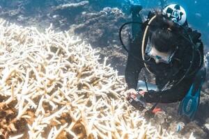 바다 사막화 '갯녹음'을 막아라! - 뉴스 썸네일 이미지