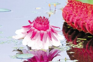 '여왕의 가을맞이?'··· <b>처서</b> 앞두고 활짝 핀 '빅토리아 연꽃'